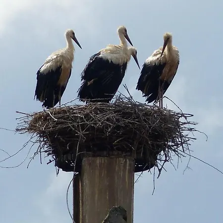 Le Grenier Des Aromes Au Domaine Wittmann Nocleg ze śniadaniem